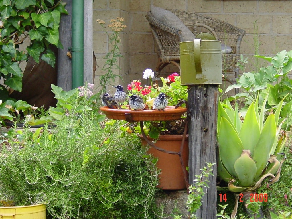 Birds - New Hollands in the Bird Bath
